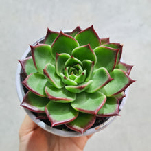 Load image into Gallery viewer, Echeveria agavoides Sara Bonnie - 105mm
