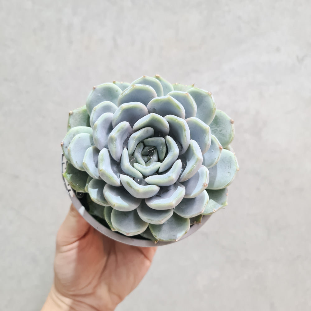 Echeveria Snow Bunny - 105mm