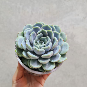 Echeveria Snow Bunny - 105mm