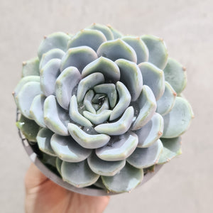 Echeveria Snow Bunny - 105mm