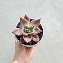 Load image into Gallery viewer, Echeveria agavoides &#39;Romeo&#39; - 105mm
