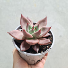 Load image into Gallery viewer, Echeveria agavoides &#39;Romeo&#39; - 105mm
