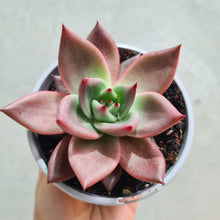 Load image into Gallery viewer, Echeveria agavoides &#39;Romeo&#39; - 105mm
