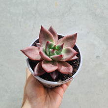 Load image into Gallery viewer, Echeveria agavoides &#39;Romeo&#39; - 105mm
