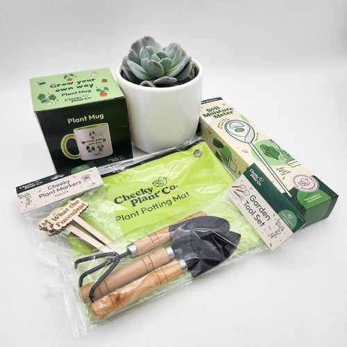 Succulent Plant Parent Starter Pack - Sydney Only