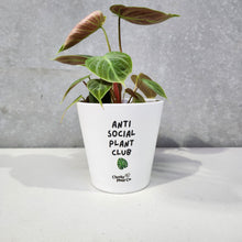 Load image into Gallery viewer, Anti Social Plant Club - Cheeky Plant Co. Pot - 13.5cmD x 11.5cmH
