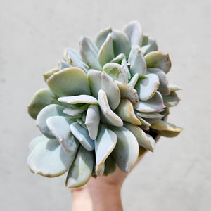 Echeveria Exotica - 105mm