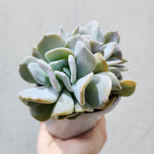 Load image into Gallery viewer, Echeveria Exotica - 105mm
