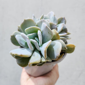 Echeveria Exotica - 105mm