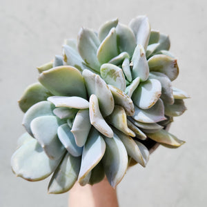 Echeveria Exotica - 105mm