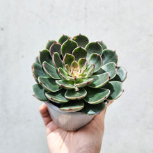 Load image into Gallery viewer, Echeveria Santa Lewis - 105mm
