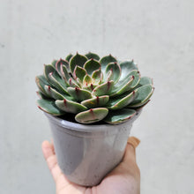 Load image into Gallery viewer, Echeveria Santa Lewis - 105mm
