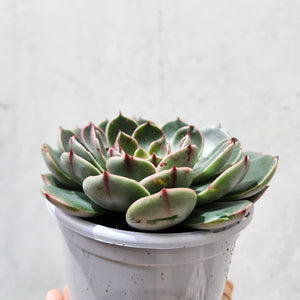 Echeveria Santa Lewis - 105mm