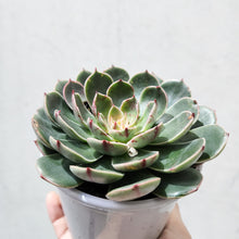 Load image into Gallery viewer, Echeveria Santa Lewis - 105mm
