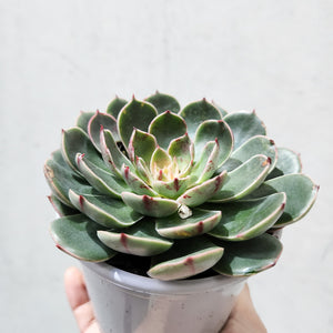 Echeveria Santa Lewis - 105mm