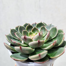 Load image into Gallery viewer, Echeveria Santa Lewis - 105mm
