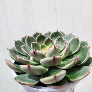 Echeveria Santa Lewis - 105mm