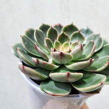 Load image into Gallery viewer, Echeveria Santa Lewis - 105mm
