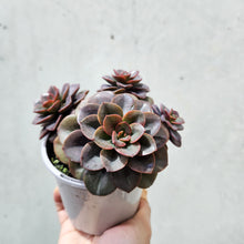 Load image into Gallery viewer, Echeveria Chroma - 105mm
