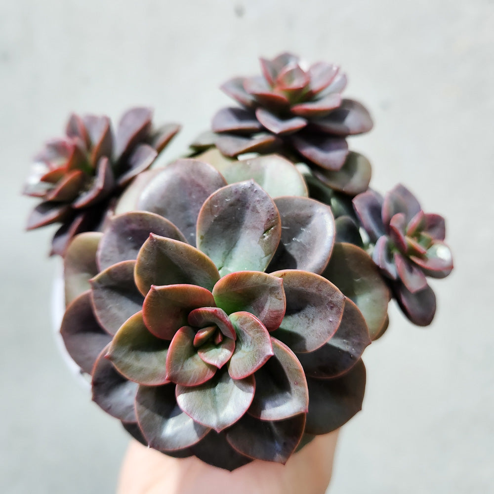 Echeveria Chroma - 105mm