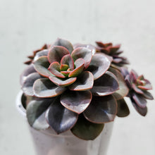 Load image into Gallery viewer, Echeveria Chroma - 105mm
