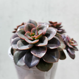 Echeveria Chroma - 105mm