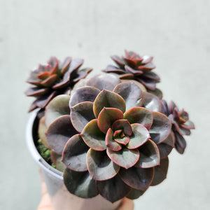 Echeveria Chroma - 105mm