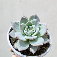 Load image into Gallery viewer, Echeveria Blue Bird - 105mm
