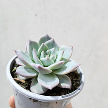 Load image into Gallery viewer, Echeveria Blue Bird - 105mm
