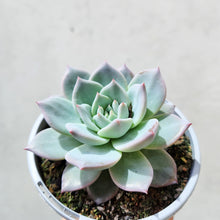 Load image into Gallery viewer, Echeveria Blue Bird - 105mm
