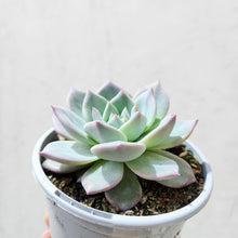 Load image into Gallery viewer, Echeveria Blue Bird - 105mm
