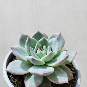 Echeveria Blue Bird - 105mm