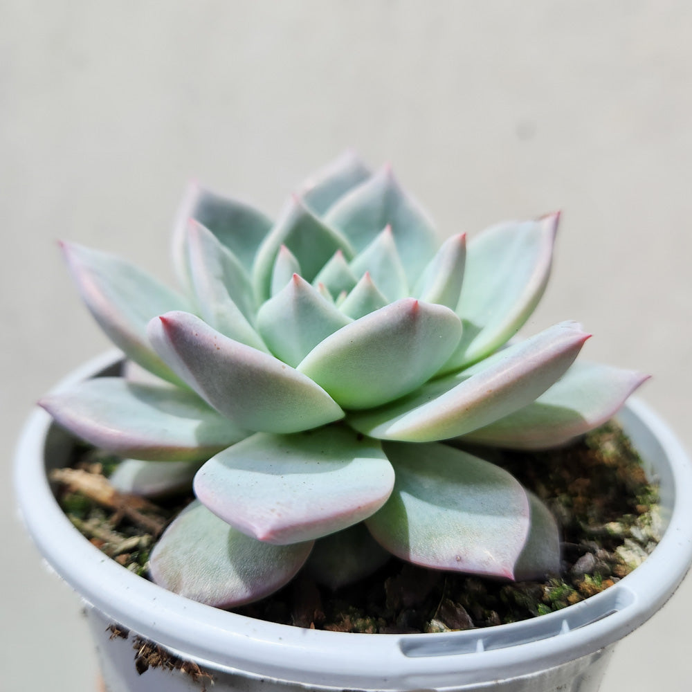 Echeveria Blue Bird - 105mm