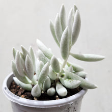 Load image into Gallery viewer, Senecio Haworthii - 105mm
