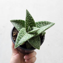 Load image into Gallery viewer, Aloe X Gasteria / Gasteraloe - 100mm
