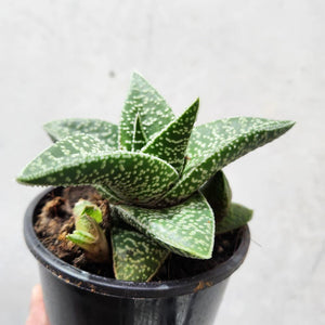 Aloe X Gasteria / Gasteraloe - 100mm