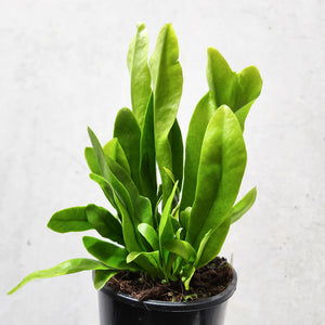 Microsorum Green Flame Fern - 100mm