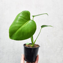 Load image into Gallery viewer, Monstera deliciosa Tauerii Dwarf - 100mm
