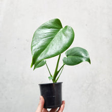 Load image into Gallery viewer, Monstera deliciosa Tauerii Dwarf - 100mm
