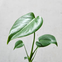 Load image into Gallery viewer, Monstera deliciosa Tauerii Dwarf - 100mm
