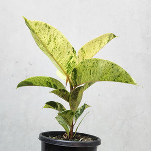 Ficus Elastica Shivereana - 130mm