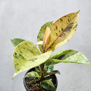 Ficus Elastica Shivereana - 130mm