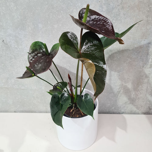 Anthurium Flamingo Flower - Dark Purple - 210mm Ceramic Pot - Sydney Only