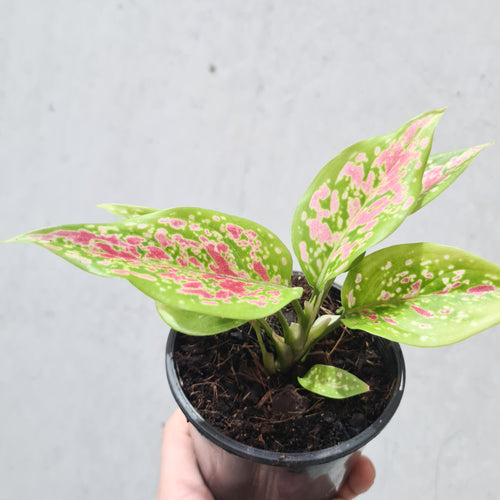 Aglaonema Valentine Doug - 100mm