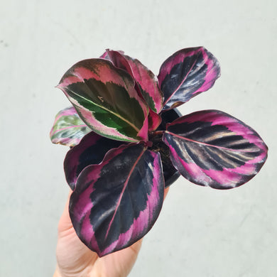 Calathea Red Mojo - 100mm