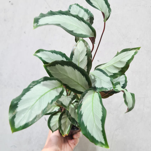 Calathea Royal Standard - 100mm