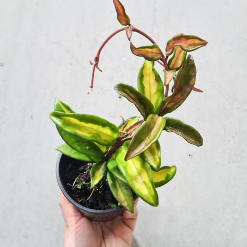 Hoya carnosa variegata - 100mm