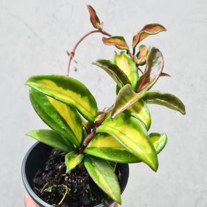 Hoya carnosa variegata - 100mm