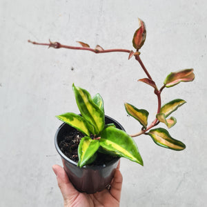 Hoya carnosa variegata - 100mm