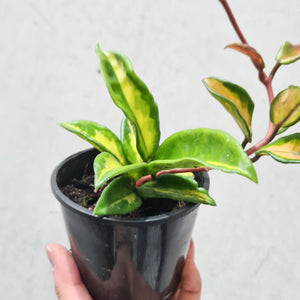 Hoya carnosa variegata - 100mm